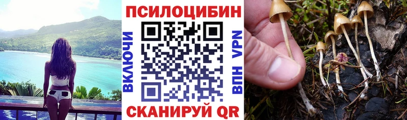 дарнет шоп  мега ссылки  Галлюциногенные грибы GOLDEN TEACHER  Вязники 